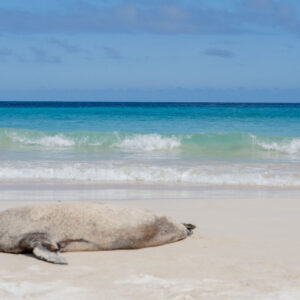 puerto chino beach with sea lion 3