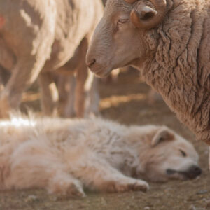 ram with sleeping sheepdog 2