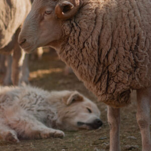 ram with sleeping sheepdog