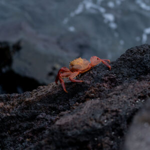 red galapagos crab