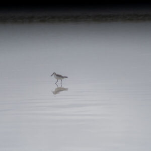 sanderling 2