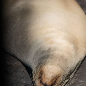 sea lion from behind