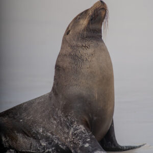 sea lion posing on sand medium shot 1