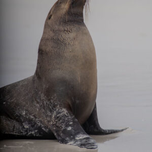 sea lion posing on sand medium shot 2