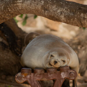 sea lion sleeping on plaza bench 1