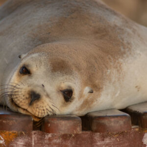 sea lion sleeping on plaza bench 3