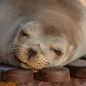 sea lion sleeping on plaza bench 4