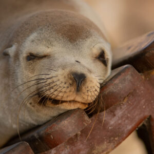 sea lion sleeping on plaza bench 5
