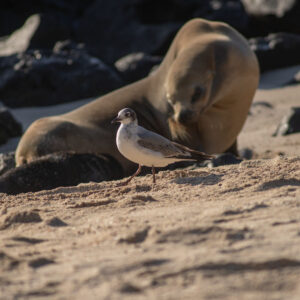 seagull and sea lion behind 2