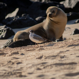 seagull and sea lion behind 3