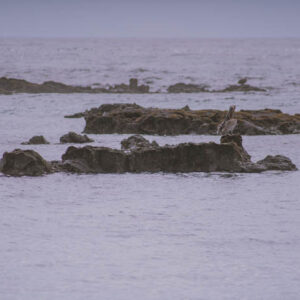 seascape with distant pelican on rocks galapagos 2