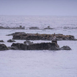 seascape with distant pelican on rocks galapagos 3
