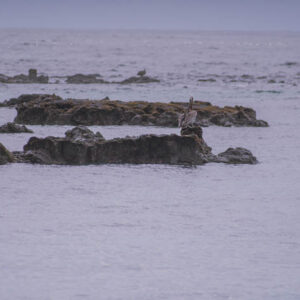 seascape with distant pelican on rocks galapagos 4