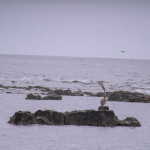 seascape with distant pelican on rocks galapagos 5