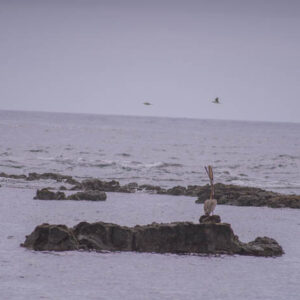 seascape with distant pelican on rocks galapagos 6