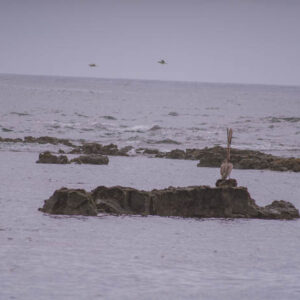 seascape with distant pelican on rocks galapagos 7