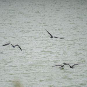 several frigatebirds at the lagoon