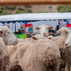 sheep and chilean flags
