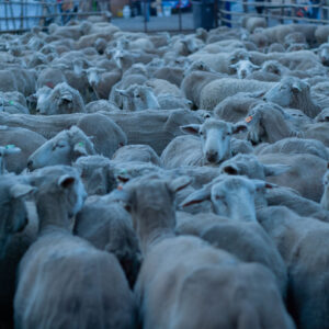 sheep at dawn