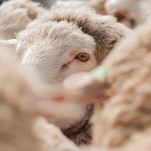 sheep eye looking at the camera among the flock 1