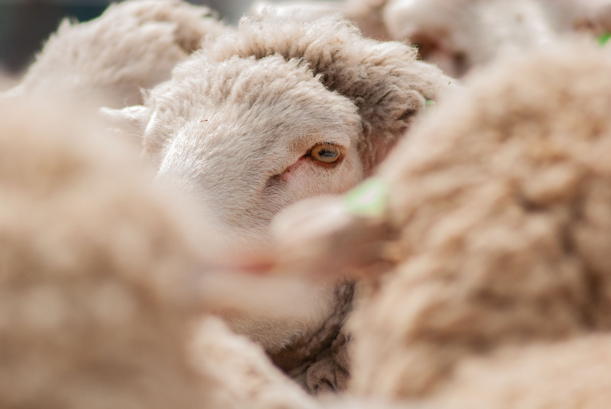 sheep eye looking at the camera among the flock 1
