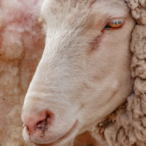 sheep face in three quarter view