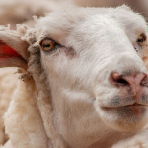 sheep face looking at the camera