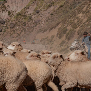 sheep flock and muleteer with a lasso