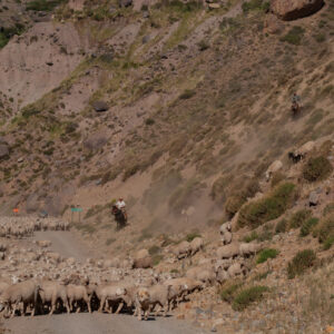 sheep flock and muleteers coming toward the camera 2