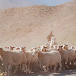 sheep flock and muleteers coming toward the camera