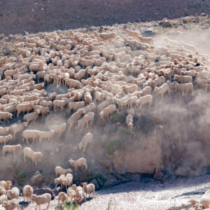 sheep flock and muleteers crossing a river 1