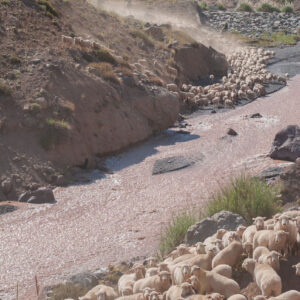 sheep flock and muleteers crossing a river 3