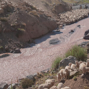 sheep flock and muleteers crossing a river 4