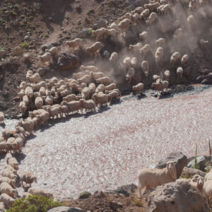 sheep flock and muleteers crossing a river 5
