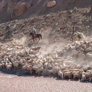 sheep flock and muleteers crossing a river