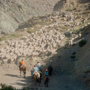 sheep flock and muleteers from behind
