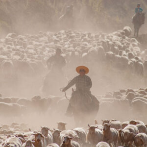 sheep flock and muleteers on a dusty road 1