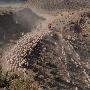 sheep flock and muleteers seen from above