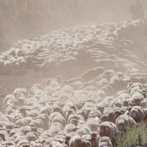 sheep flock on a dusty road