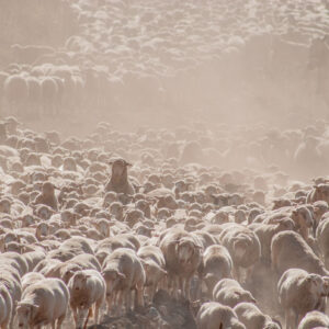 sheep flock on a very dusty road