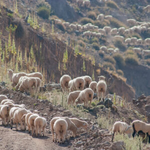 sheep in the countryside and mountains
