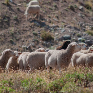 sheep in the field