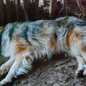 sleeping collie dog
