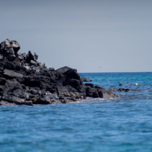 snorkelers heads above the sea 2