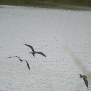 three frigatebirds at the lagoon
