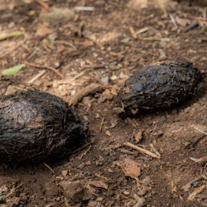tortoise droppings 1 san cristobal island galapagos