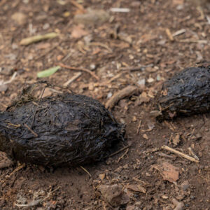 tortoise droppings 3 san cristobal island galapagos