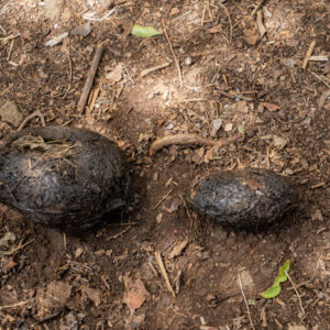 tortoise droppings 4 san cristobal island galapagos