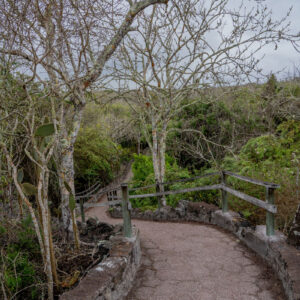 trail to tortuga bay santa cruz galapagos 2