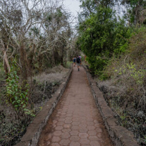 trail to tortuga bay santa cruz galapagos 3